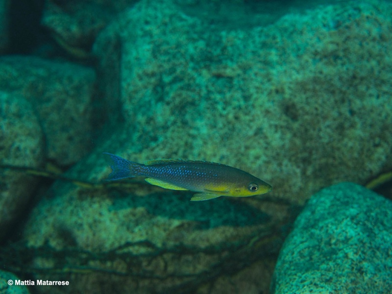 Cyprichromis sp. 'dwarf jumbo' Ifala